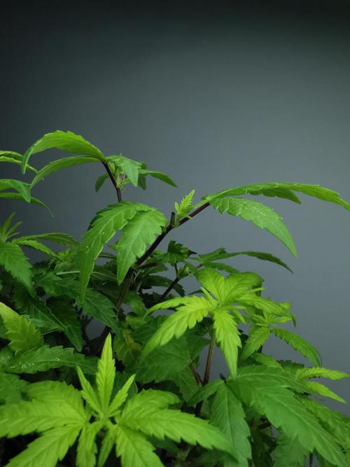 Tropical Spritzer 1 /FC-E4800 /90x60x140. Week 17