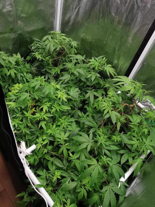 Tropical Spritzer 1 /FC-E4800 /90x60x140. Week 17