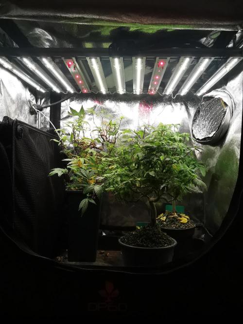 Meteor Marker . Week 17