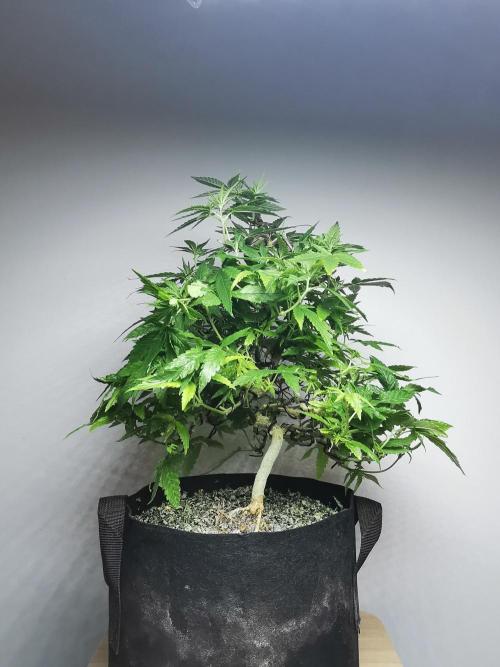 Frappe Late Z  1 / FC-E4800 / 90x60x140. Week 17