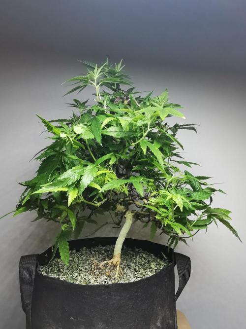 Frappe Late Z  1 / FC-E4800 / 90x60x140. Week 17