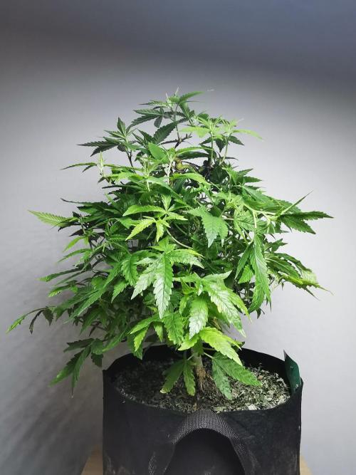 Frappe Late Z  1 / FC-E4800 / 90x60x140. Week 17