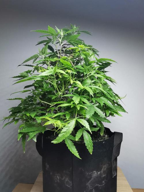 Frappe Late Z  1 / FC-E4800 / 90x60x140. Week 17