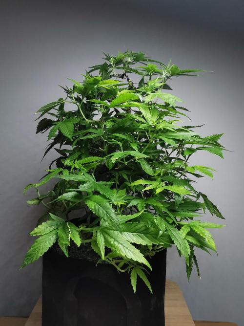 Frappe Late Z  1 / FC-E4800 / 90x60x140. Week 17