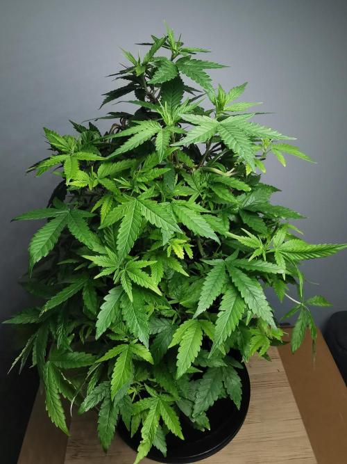 Frappe Late Z  1 / FC-E4800 / 90x60x140. Week 17