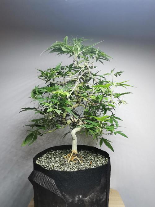 Frappe Late Z  2 / FC-E4800 / 90x60x140. Week 17
