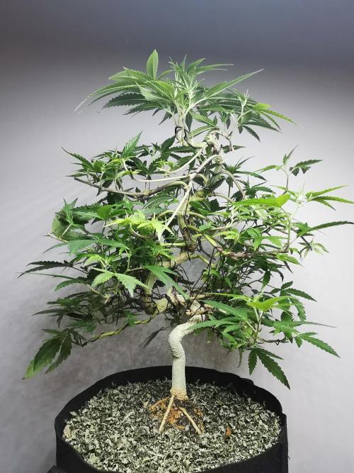 Frappe Late Z  2 / FC-E4800 / 90x60x140. Week 17