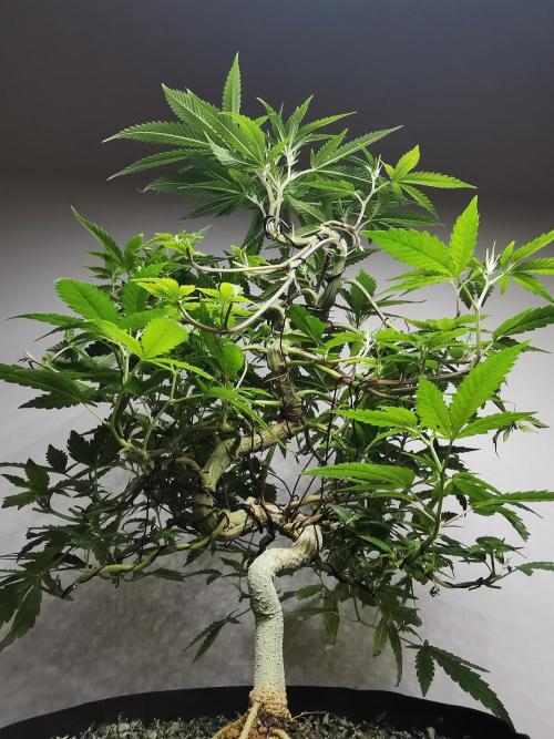 Frappe Late Z  2 / FC-E4800 / 90x60x140. Week 17