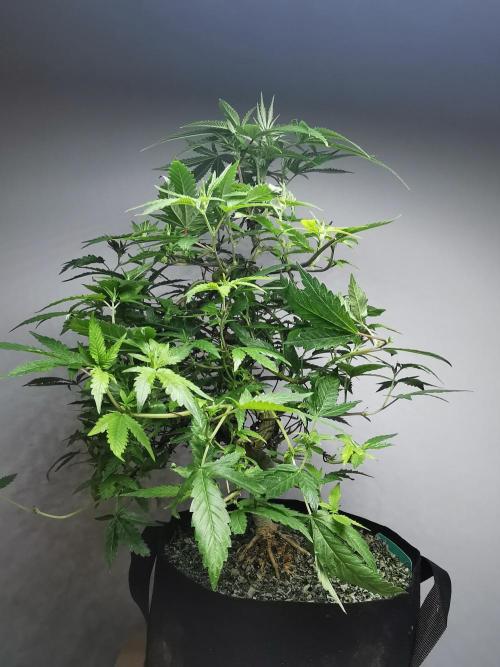 Frappe Late Z  2 / FC-E4800 / 90x60x140. Week 17