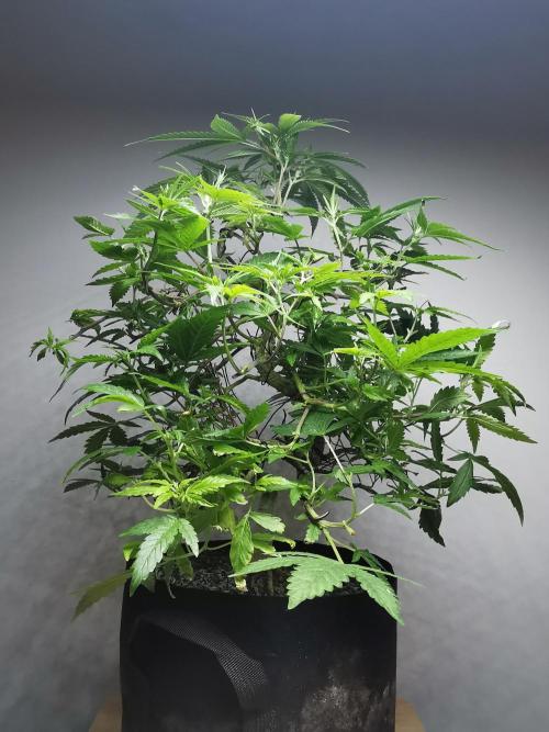 Frappe Late Z  2 / FC-E4800 / 90x60x140. Week 17