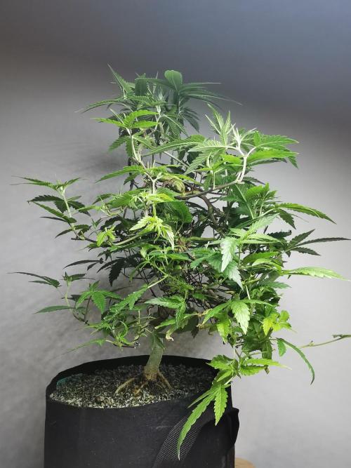 Frappe Late Z  2 / FC-E4800 / 90x60x140. Week 17