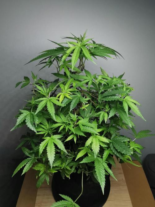 Frappe Late Z  2 / FC-E4800 / 90x60x140. Week 17