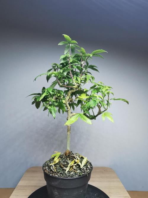 Frappe Late Z  3 / FC-E4800 /90x60x140. Week 17