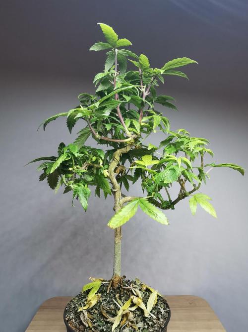 Frappe Late Z  3 / FC-E4800 /90x60x140. Week 17