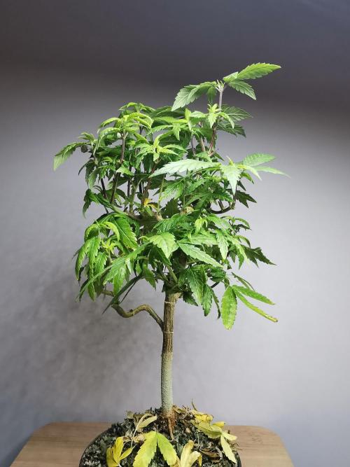 Frappe Late Z  3 / FC-E4800 /90x60x140. Week 17