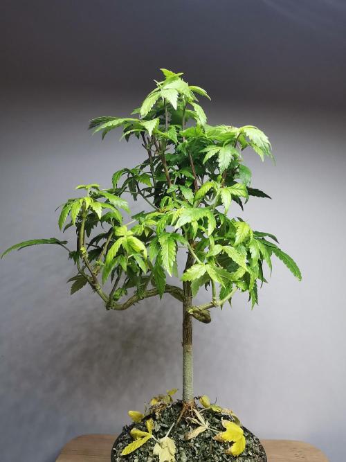 Frappe Late Z  3 / FC-E4800 /90x60x140. Week 17