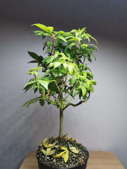 Frappe Late Z  3 / FC-E4800 /90x60x140. Week 17