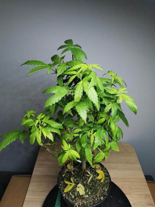 Frappe Late Z  3 / FC-E4800 /90x60x140. Week 17