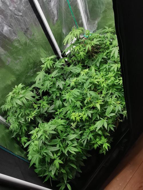 Frappe Late Z  3 / FC-E4800 /90x60x140. Week 17
