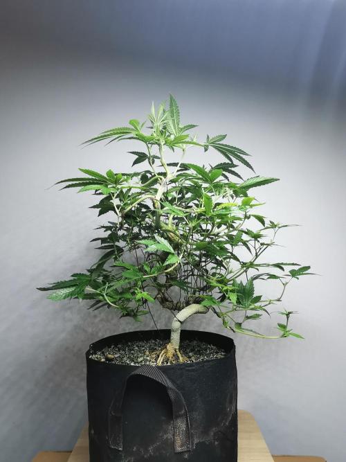Frappe Late Z  4 / FC-E4800 / 90x60x140. Week 17