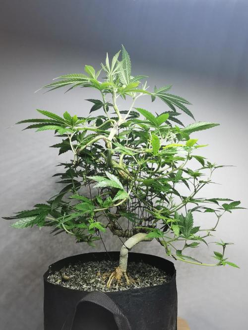 Frappe Late Z  4 / FC-E4800 / 90x60x140. Week 17