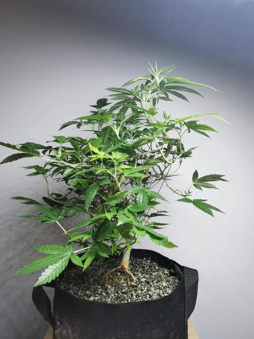 Frappe Late Z  4 / FC-E4800 / 90x60x140. Week 17