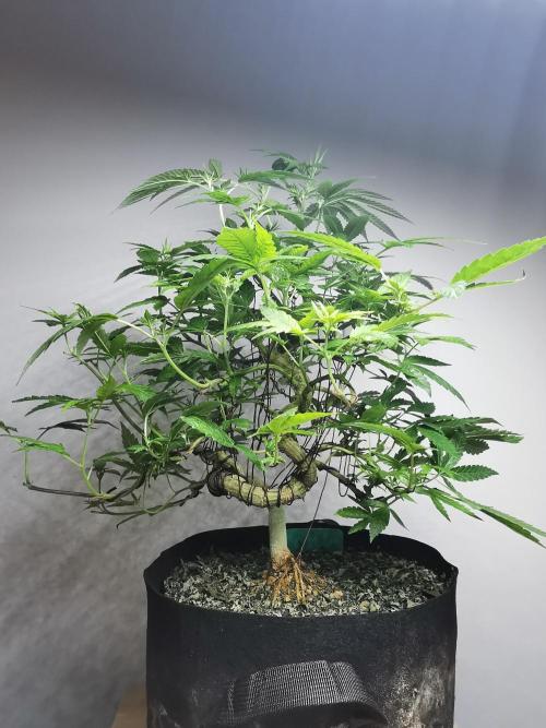 Frappe Late Z  4 / FC-E4800 / 90x60x140. Week 17