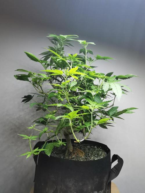 Frappe Late Z  4 / FC-E4800 / 90x60x140. Week 17