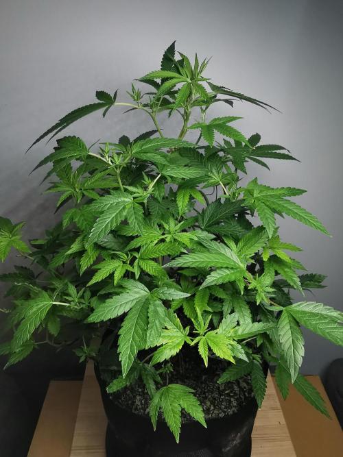 Frappe Late Z  4 / FC-E4800 / 90x60x140. Week 17