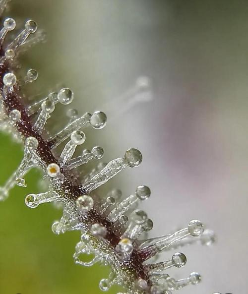 Northern Light auto/ FC-E4800/ 90x60x140. Week 16