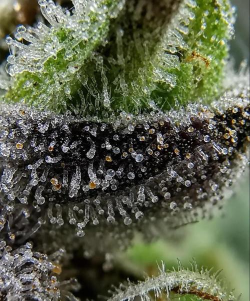 Northern Light auto/ FC-E4800/ 90x60x140. Week 16