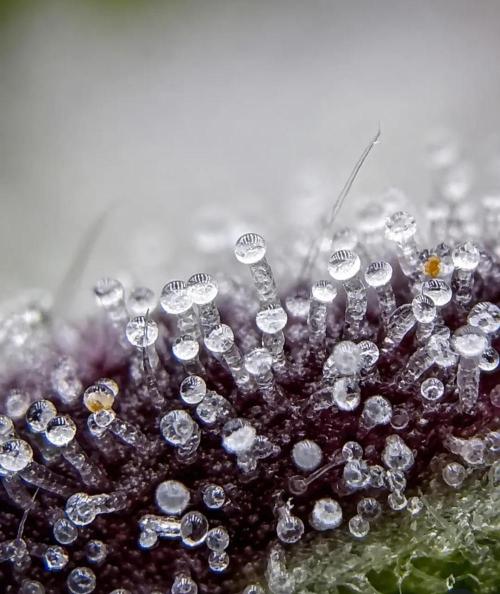 Northern Light auto/ FC-E4800/ 90x60x140. Week 16