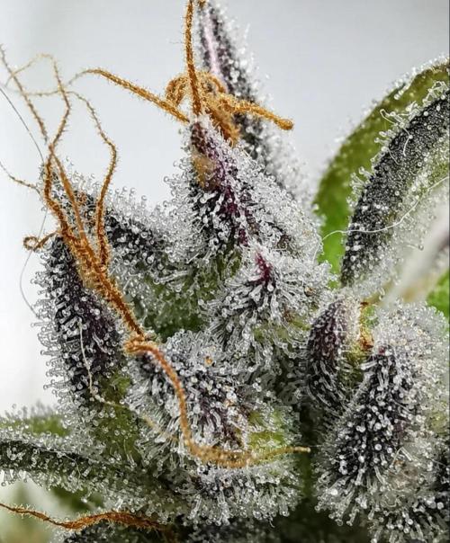 Northern Light auto/ FC-E4800/ 90x60x140. Week 16