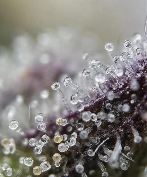 Northern Light auto/ FC-E4800/ 90x60x140. Week 16