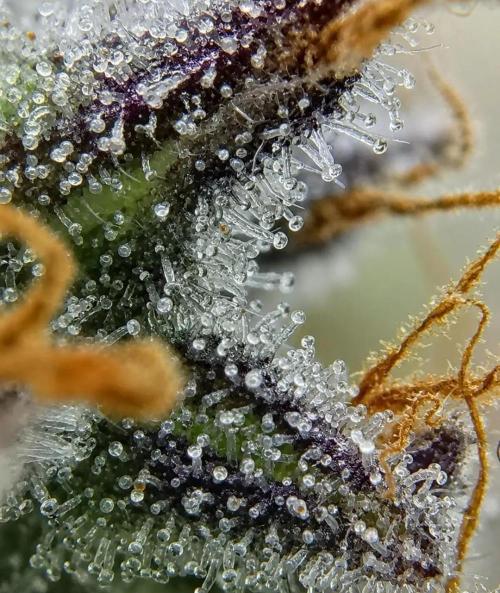 Northern Light auto/ FC-E4800/ 90x60x140. Week 16