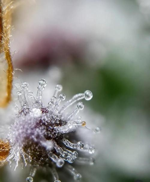 Northern Light auto/ FC-E4800/ 90x60x140. Week 16