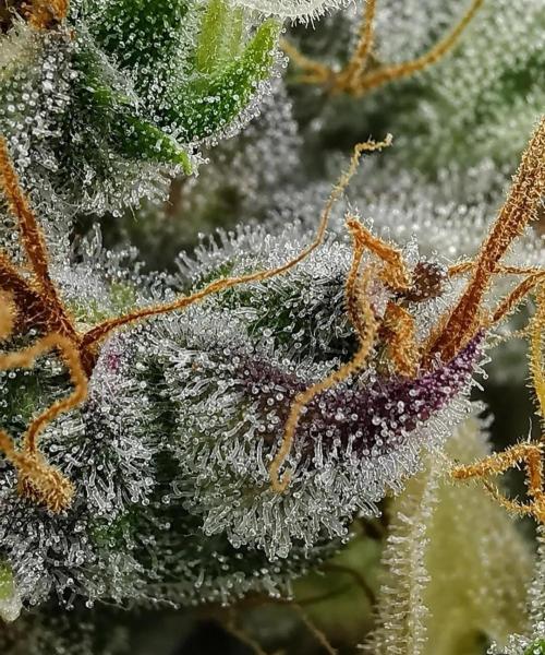 Northern Light auto/ FC-E4800/ 90x60x140. Week 16