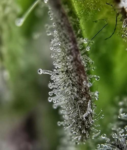 Northern Light auto/ FC-E4800/ 90x60x140. Week 16