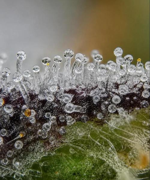 Northern Light auto/ FC-E4800/ 90x60x140. Week 16
