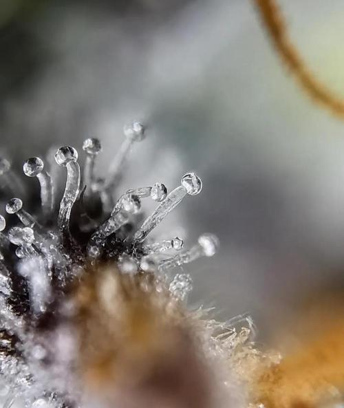 Northern Light auto/ FC-E4800/ 90x60x140. Week 16