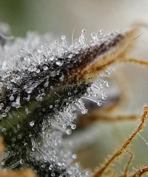 Northern Light auto/ FC-E4800/ 90x60x140. Week 16