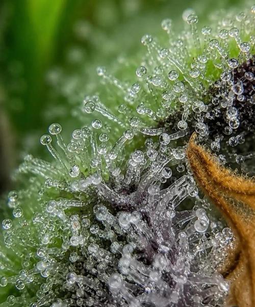 Northern Light auto/ FC-E4800/ 90x60x140. Week 16
