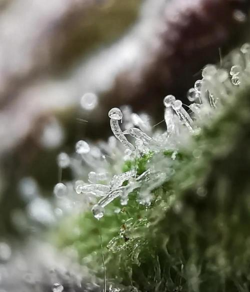 Northern Light auto/ FC-E4800/ 90x60x140. Week 16
