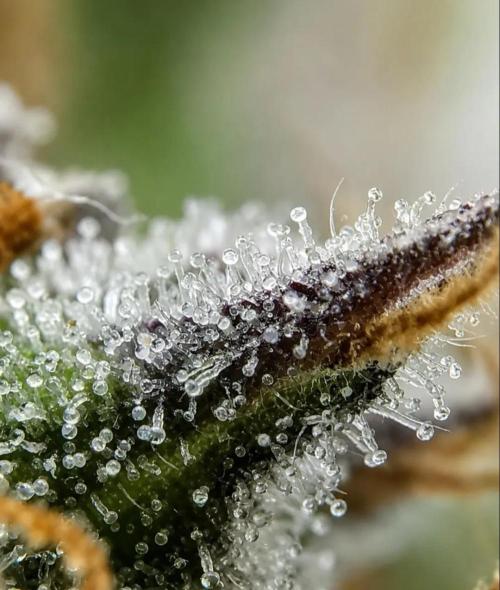 Northern Light auto/ FC-E4800/ 90x60x140. Week 16