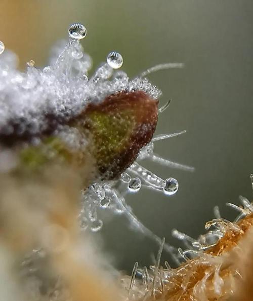 Northern Light auto/ FC-E4800/ 90x60x140. Week 16