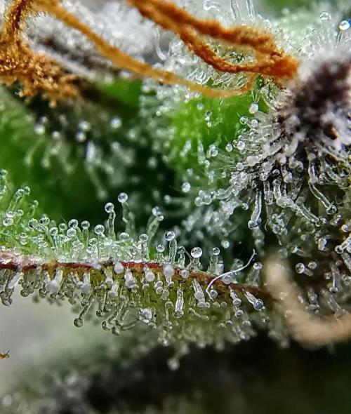 Northern Light auto/ FC-E4800/ 90x60x140. Week 16