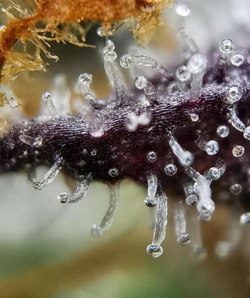 Northern Light auto/ FC-E4800/ 90x60x140. Week 16