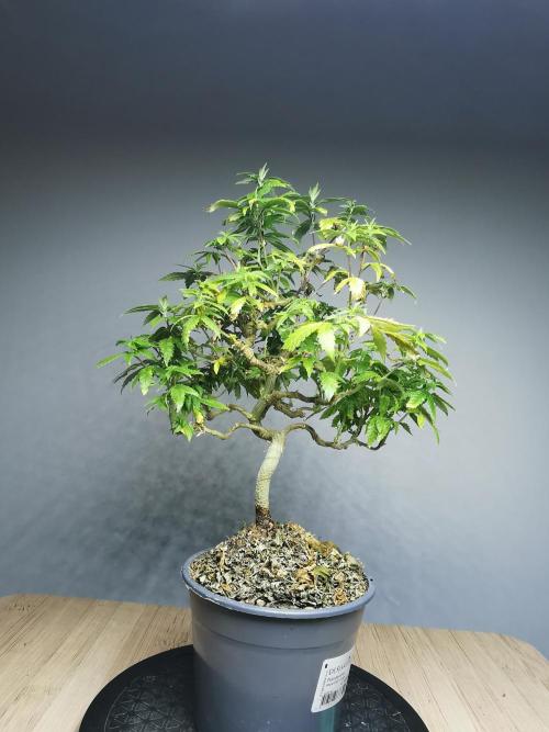 Tropical Spritzer. Week 18