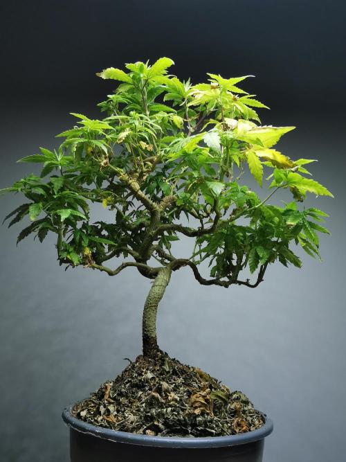 Tropical Spritzer 1 /FC-E4800 /90x60x140. Week 18