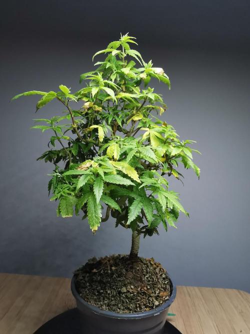 Tropical Spritzer 1 /FC-E4800 /90x60x140. Week 18